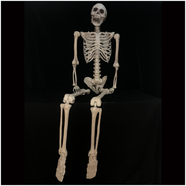 Life Size Halloween Skeleton-0