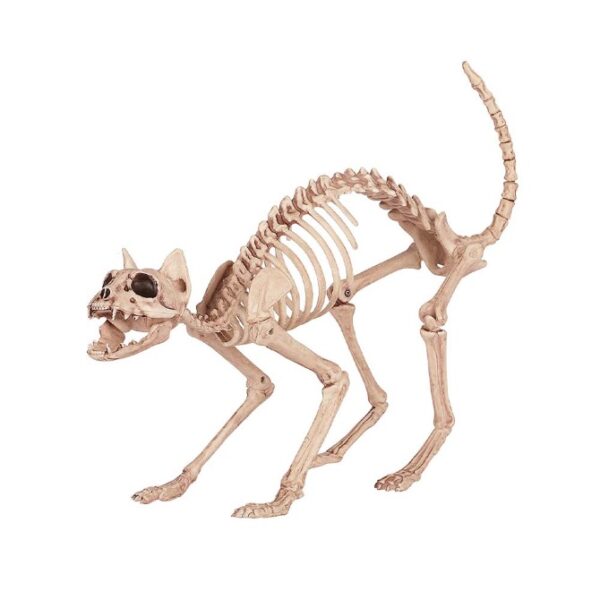 skeleton cat Halloween
