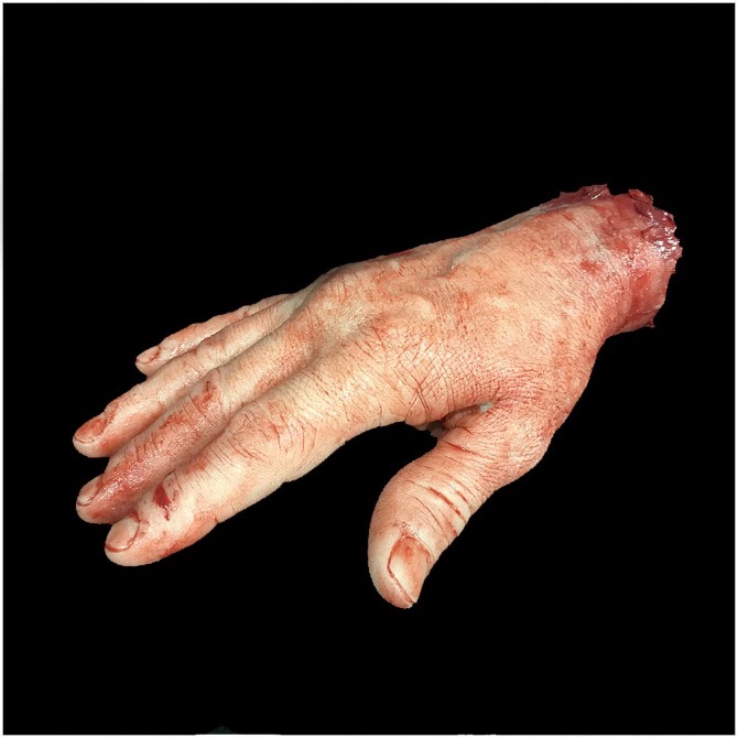 Severed Silicone Male Hand