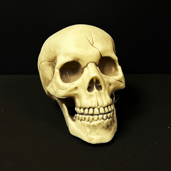 Life Size Skull with Moveable Jaw Decoration