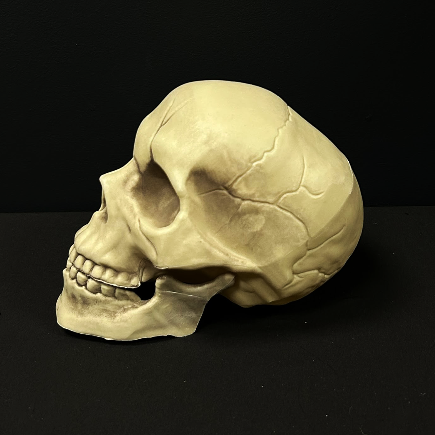 Life Size Skull with Moveable Jaw Decoration