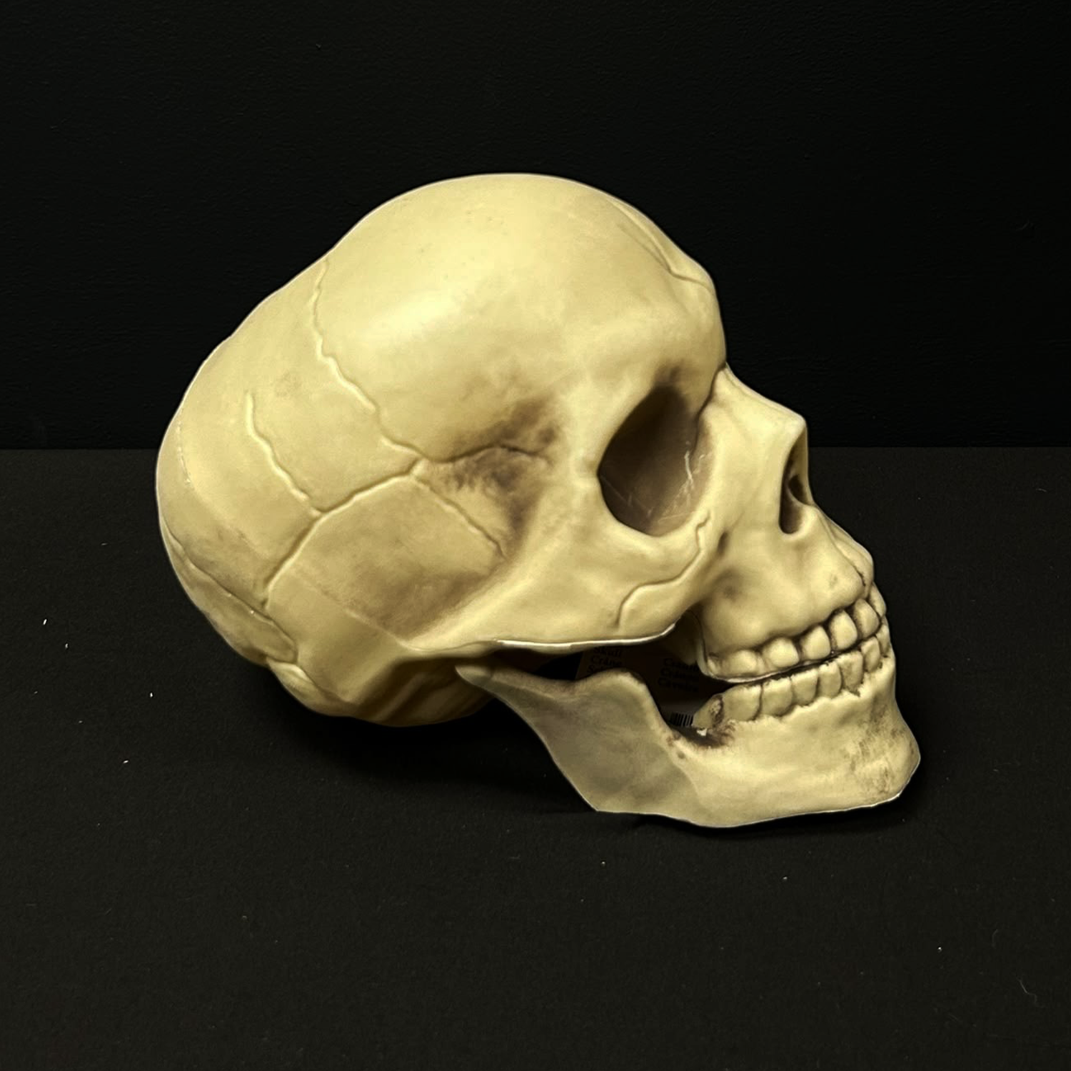 Life Size Skull with Moveable Jaw Decoration