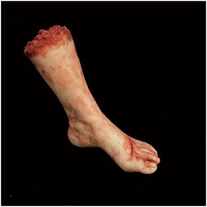 Silicone Severed Female Leg (Wounds)