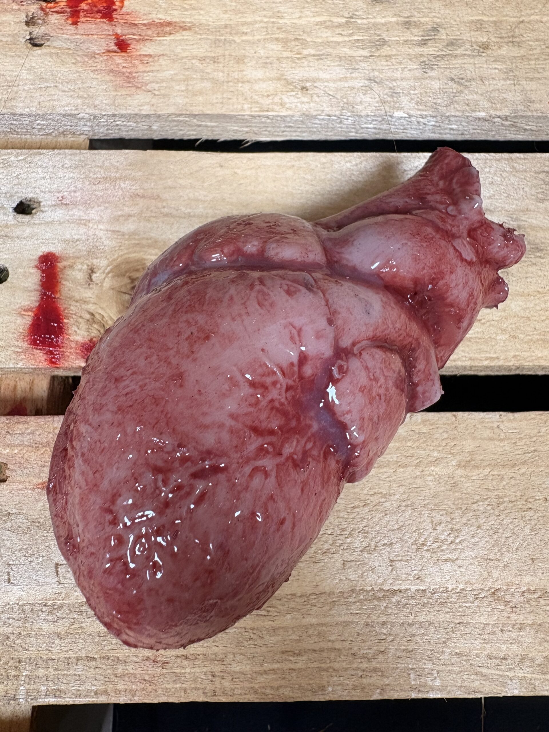 Silicone Human Heart