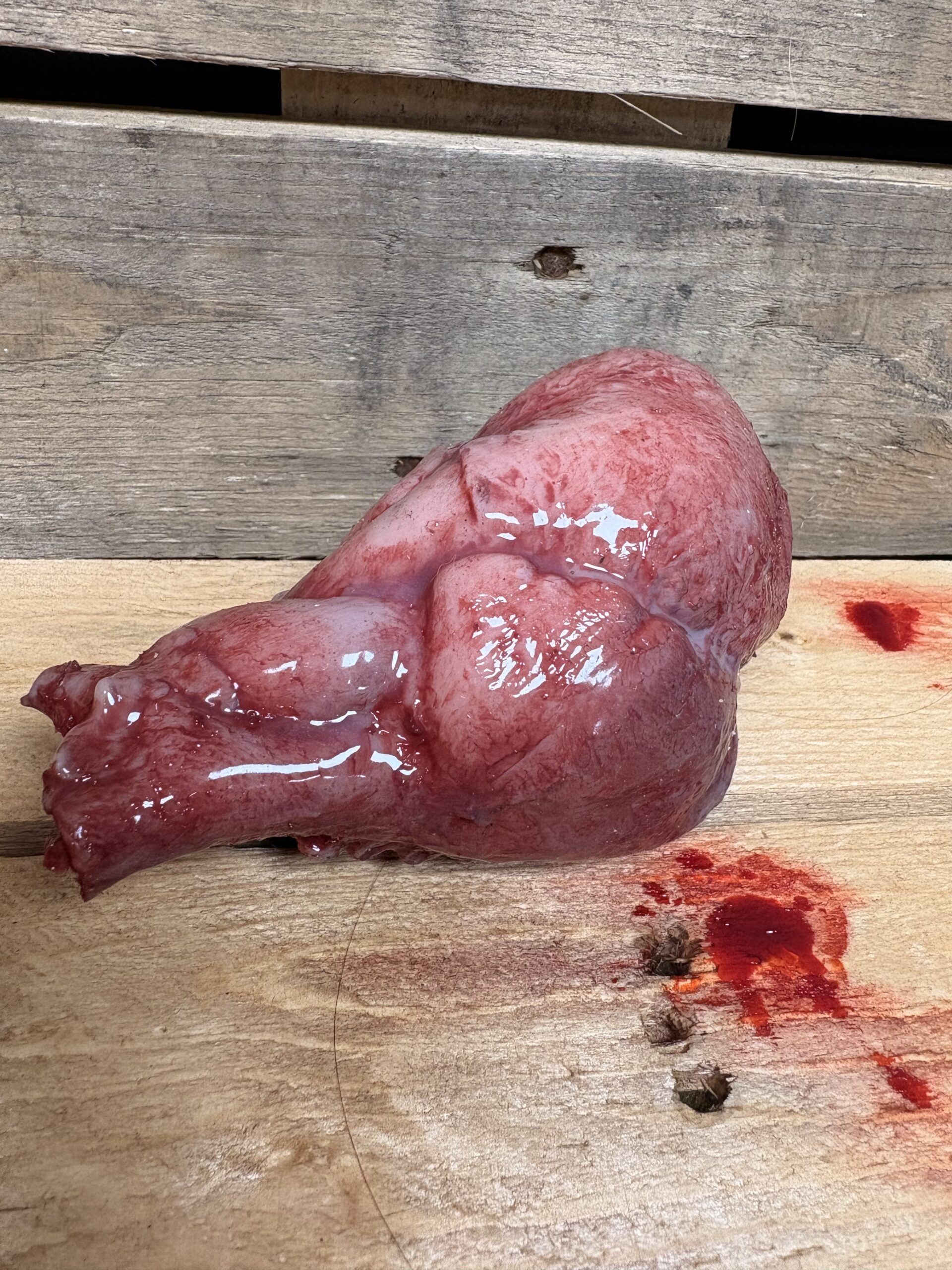 Silicone Human Heart