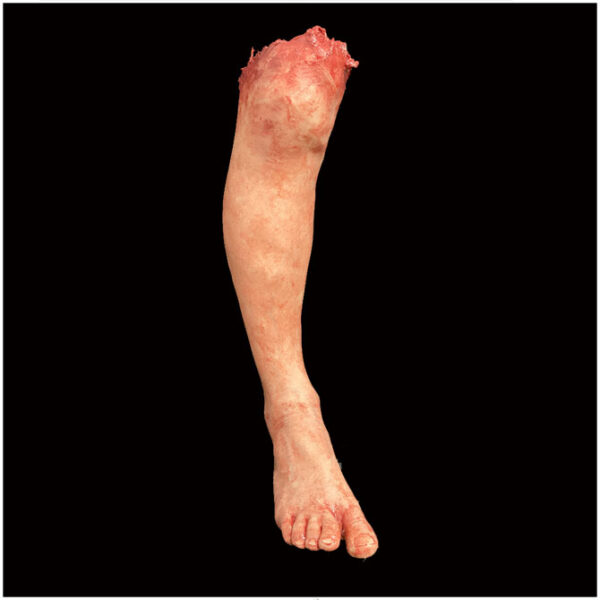Silicone Full Male Leg - special effects Horror prop
