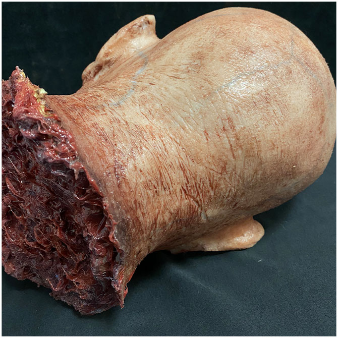 Silicone Severed Head - Clarence, Dead A While