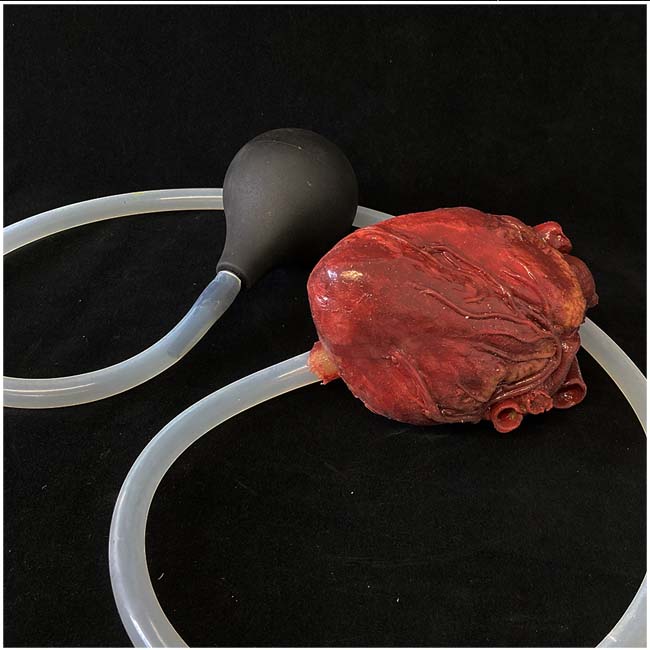 Silicone Pumping Heart