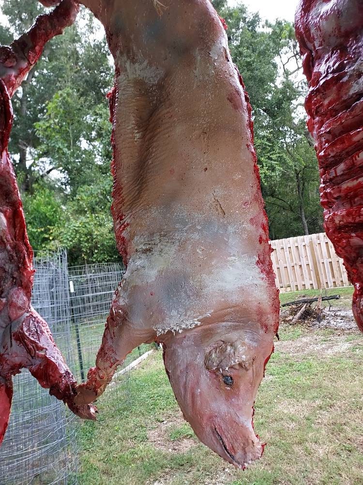 Pig Carcass Life Size