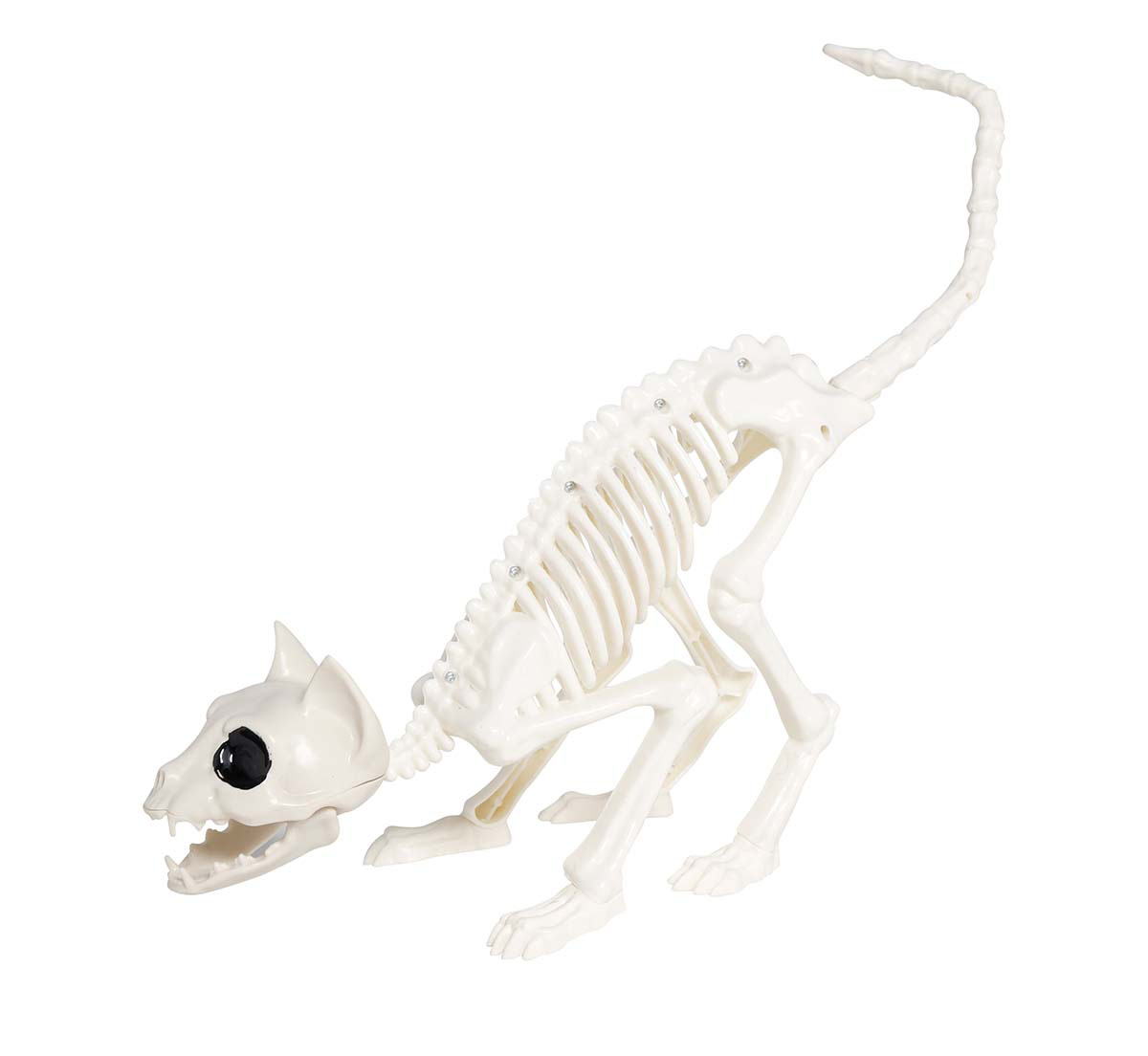 Boney Skeleton Cat