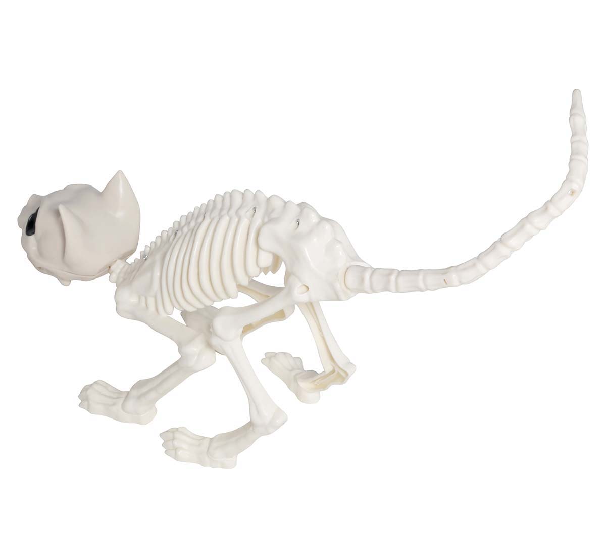 Boney Skeleton Cat