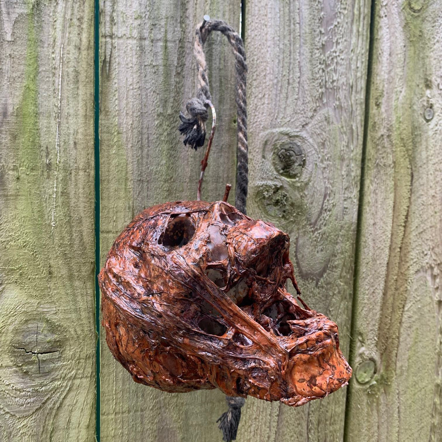 Hanging Skinned Corpsed Life Size Skull