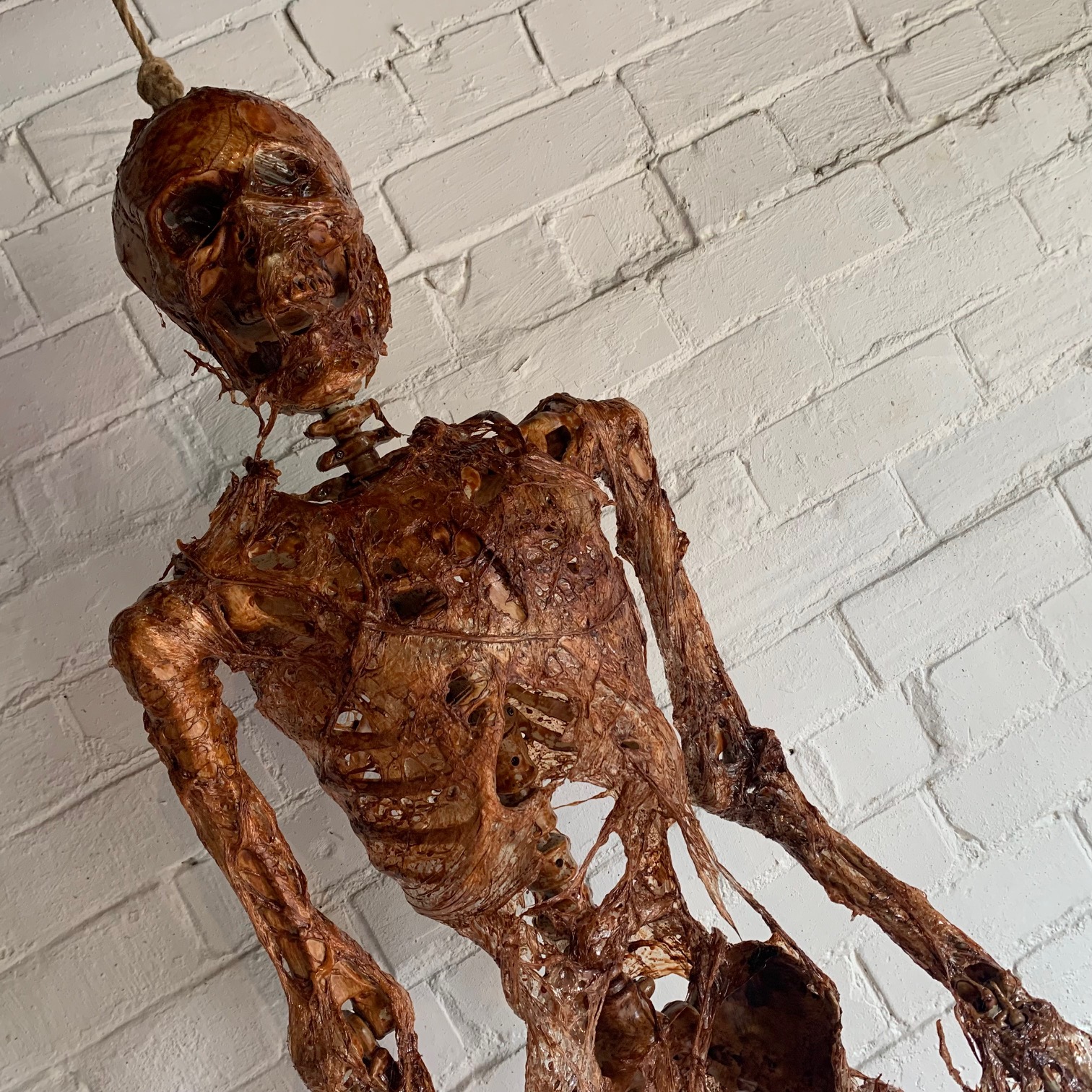 Life Size Corpsed Skeleton