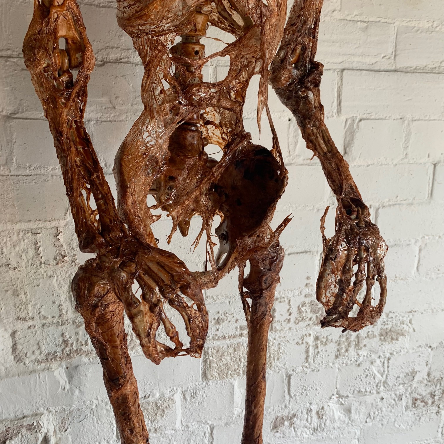 Life Size Corpsed Skeleton