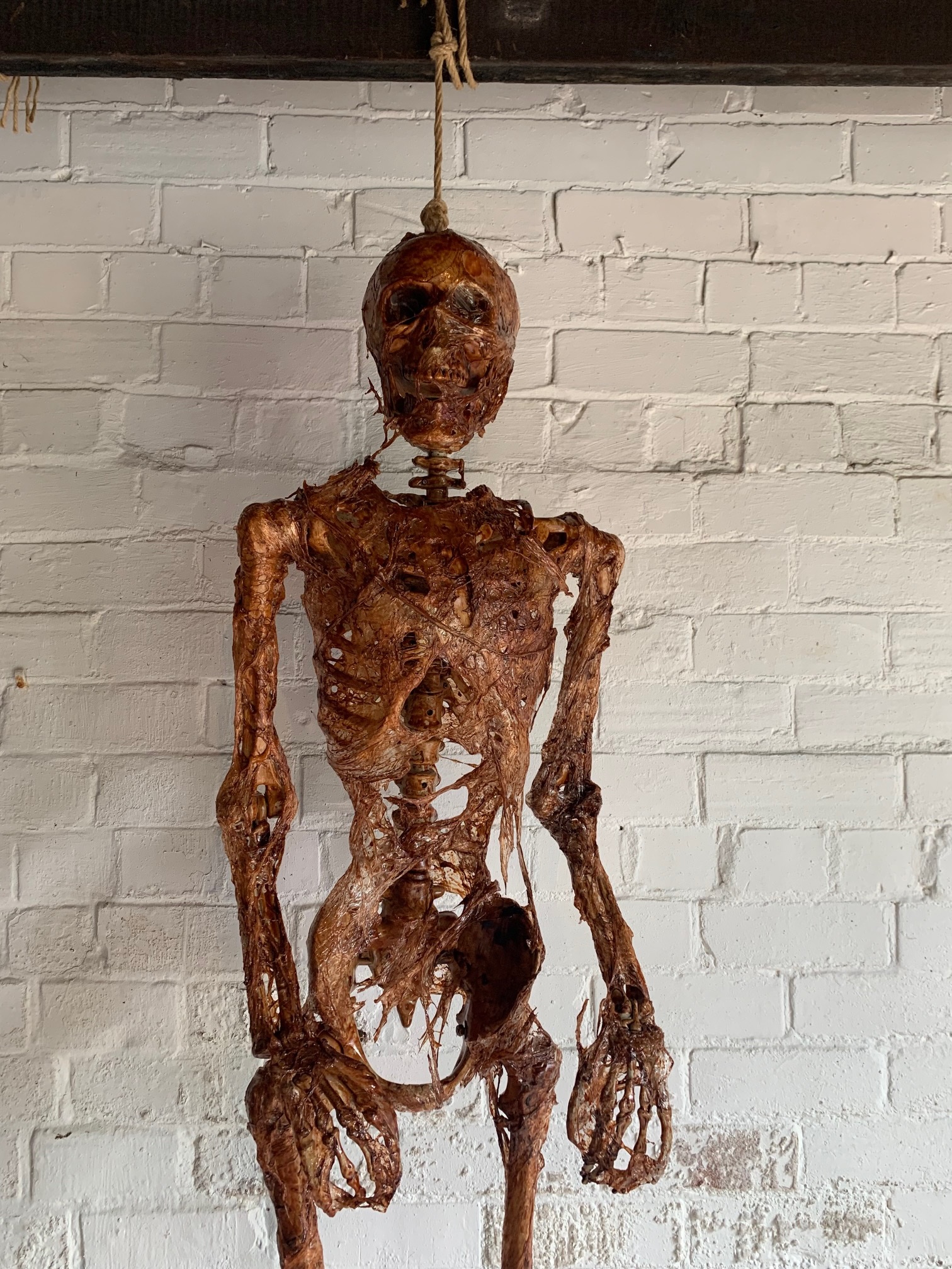 Life Size Corpsed Skeleton