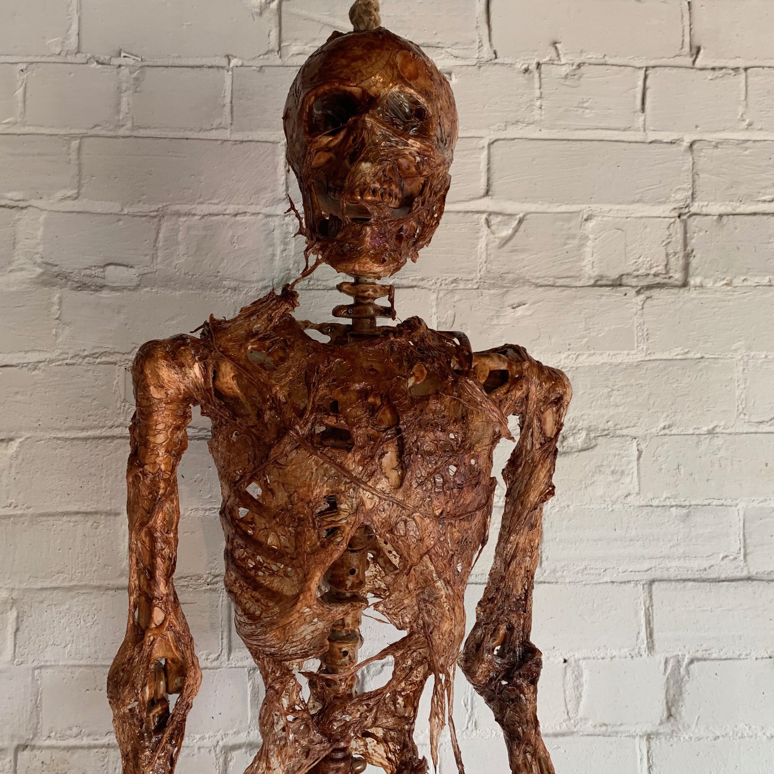 Life Size Corpsed Skeleton