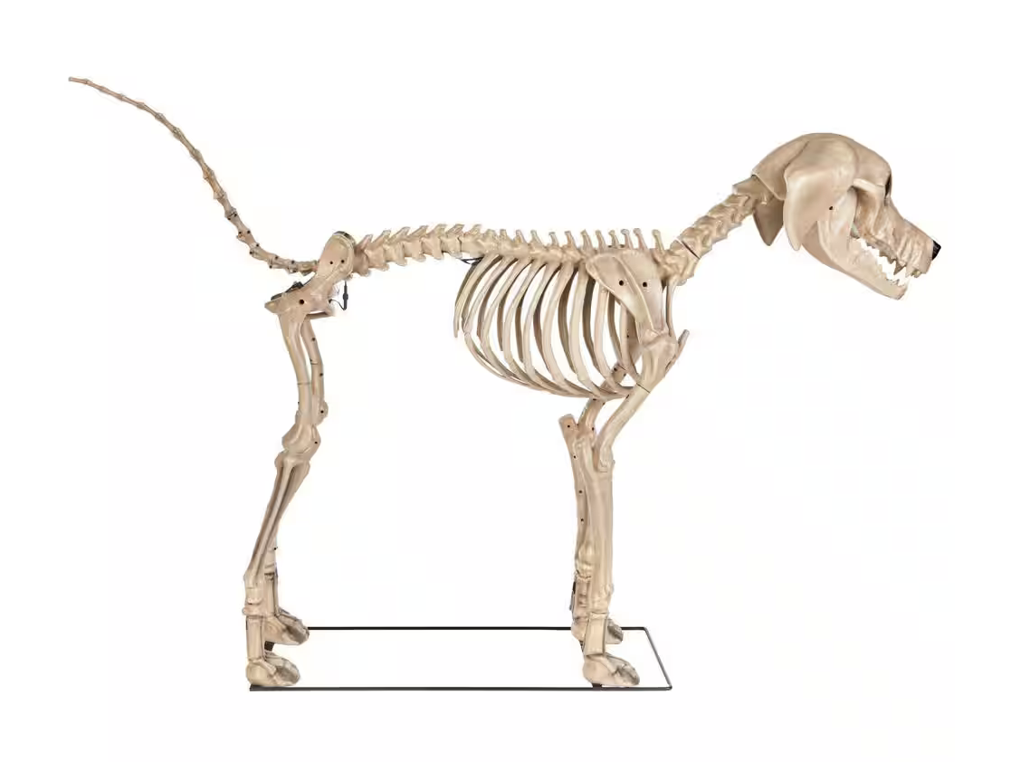 Giant Skelly's Dog Halloween Prop