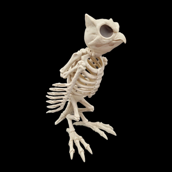 Hibou squelette