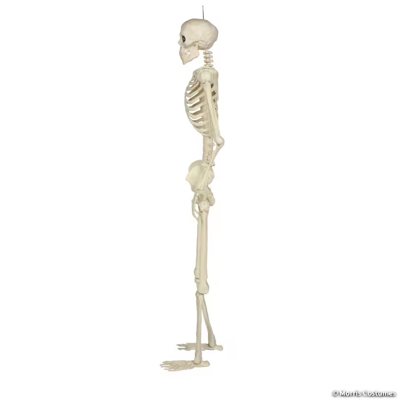5ft Multi Pose-N-Stay Skeleton