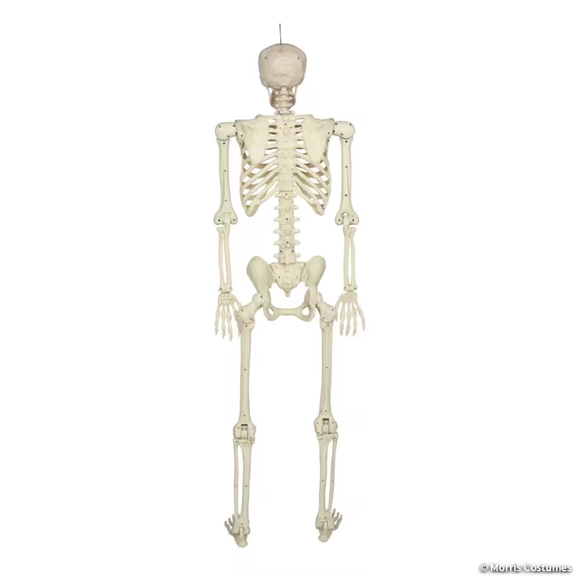 5ft Multi Pose-N-Stay Skeleton
