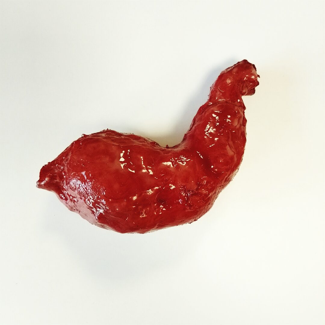 Estomac en silicone