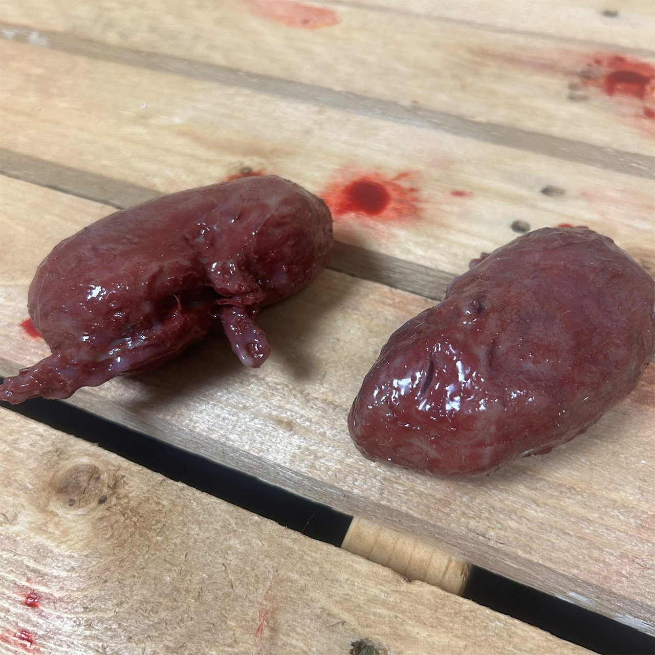 Pair of Silicone Kidneys