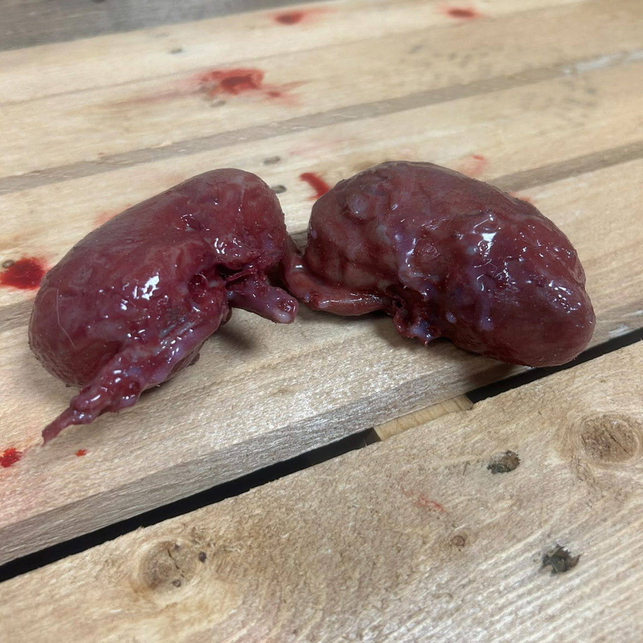 Pair of Silicone Kidneys