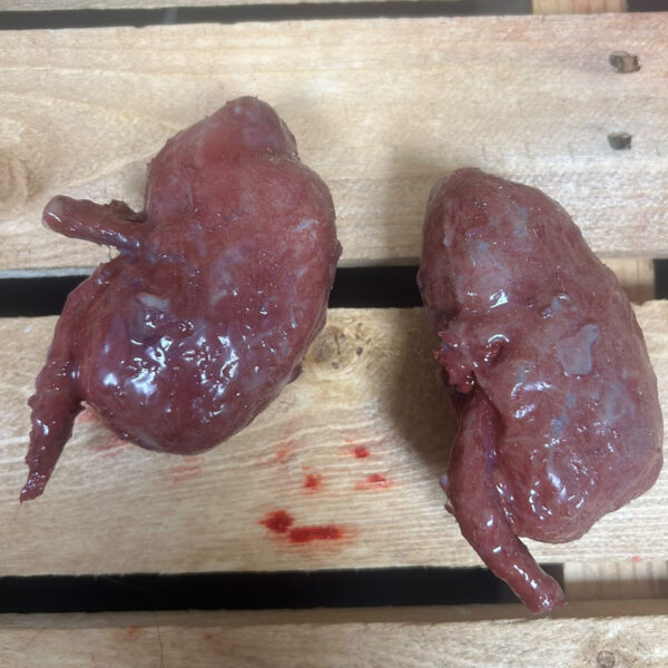 silicone human kidneys