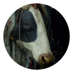 Tiere