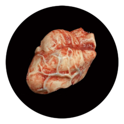 Organs